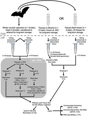 A comparative study of RNA yields from museum specimens, including an optimized protocol for extracting RNA from formalin-fixed specimens